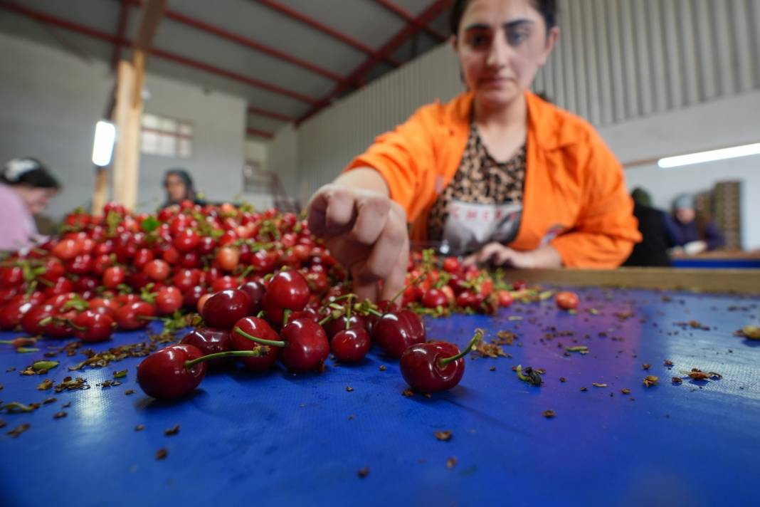İzmir'de Hasat Serüveni Başladı! Bu Yaz Kiraza Doyacağız Çiftçide Yüzler Gülüyor 5